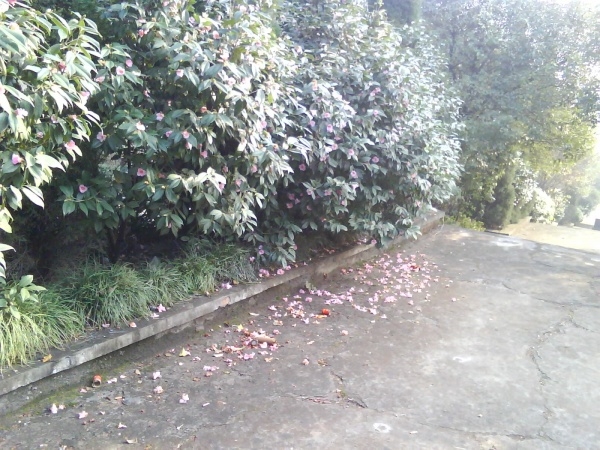 p_large_nHtr_71ac000041ad2d0f.jpg