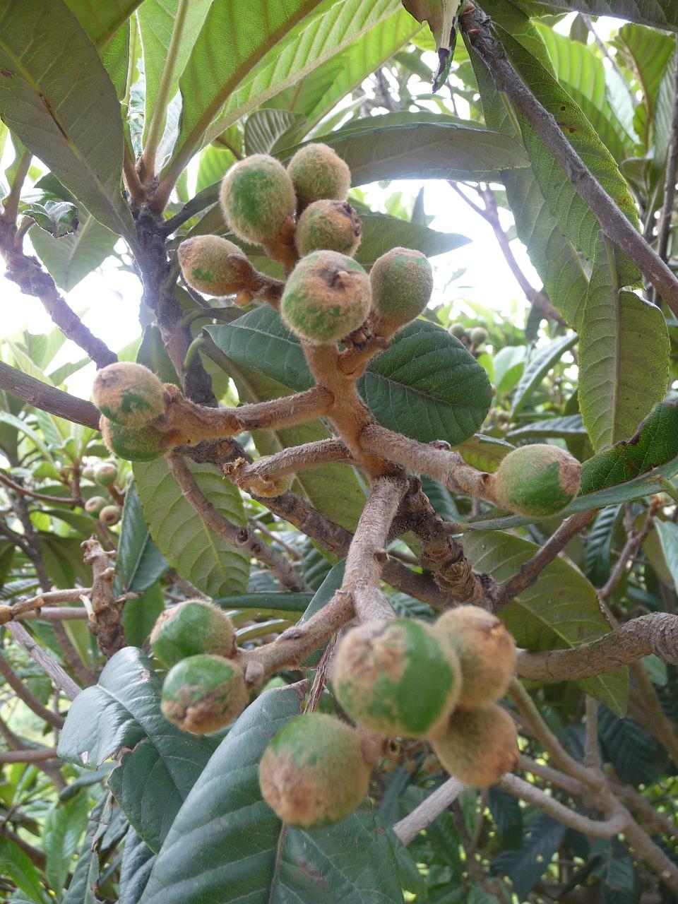 P1010434.JPG