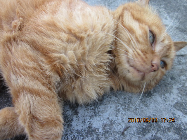 Ƭ 091.jpg