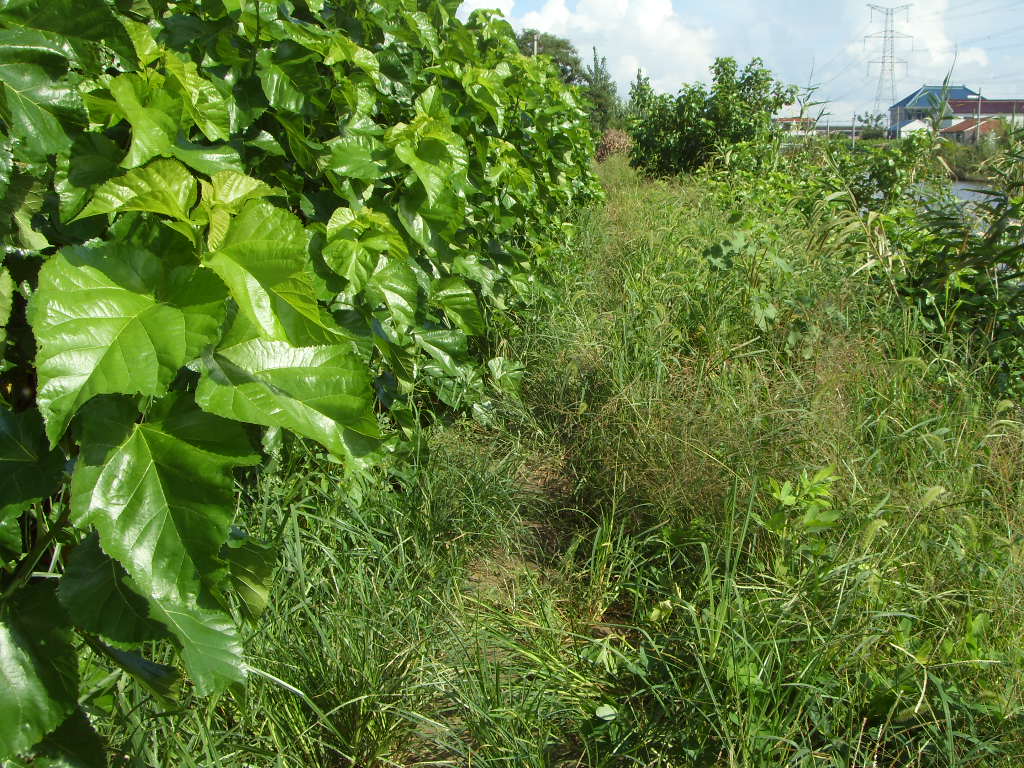 SDC11403.JPG
