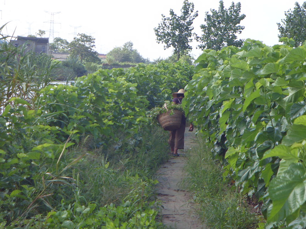SDC11399.JPG