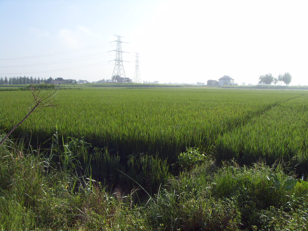 SDC11354.JPG
