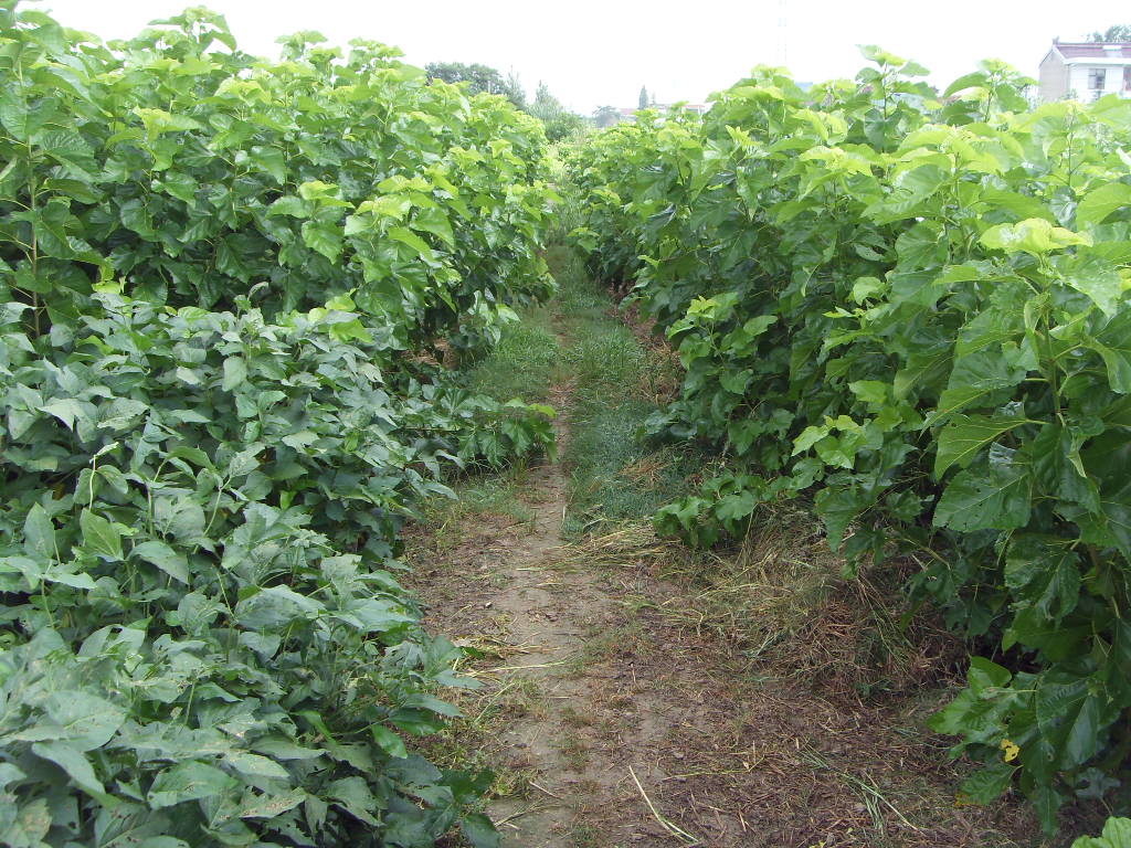 SDC11375.JPG