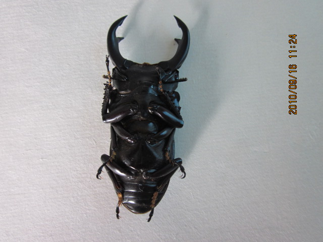Ƭ 206.jpg