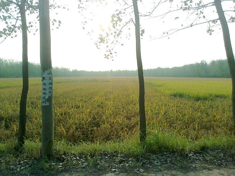 Ƭ0237.jpg