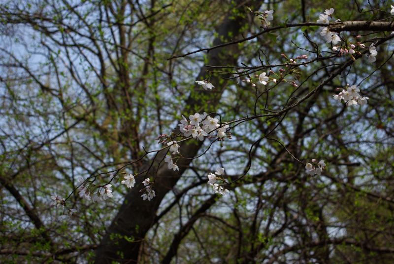 middle_20110414_7fc7f66ef64c74f5f4f85rtCVeG9pFhg[1].jpg