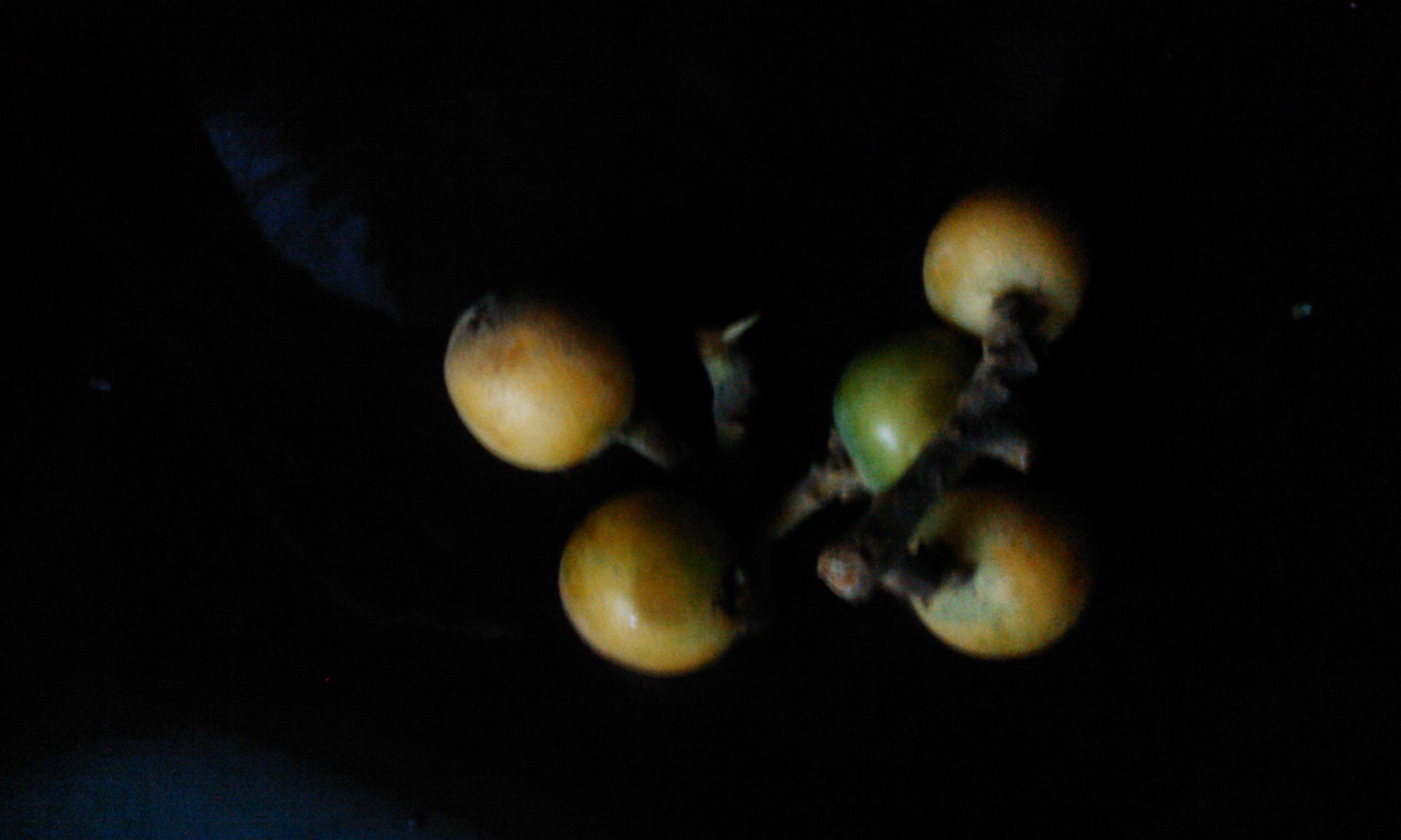 IMG_20110511_184344.jpg