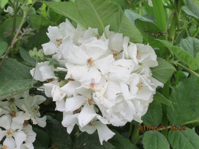 Ƭ 009.jpg