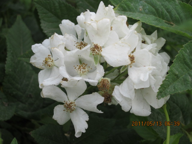 Ƭ 010.jpg