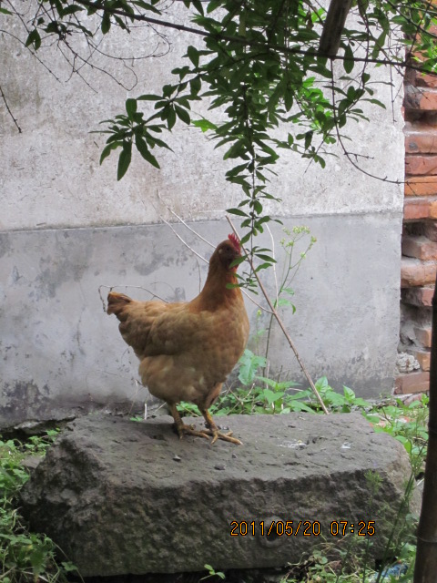 Ƭ 029.jpg