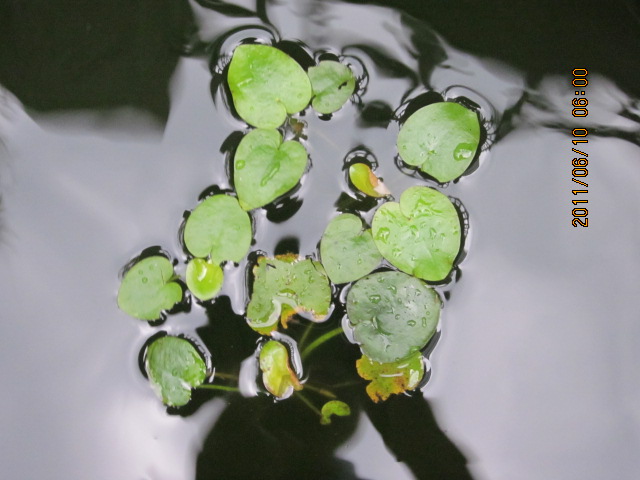 Ƭ 078.jpg