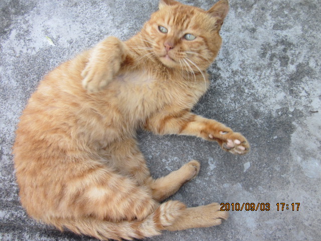 Ƭ 077.jpg
